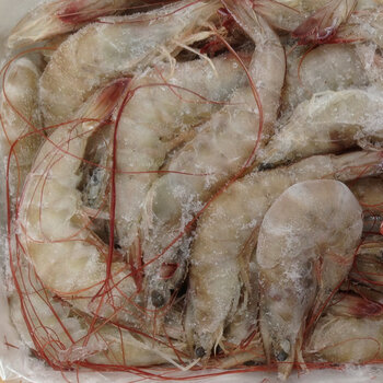 今日南美白對蝦收購價白對蝦養殖新方法